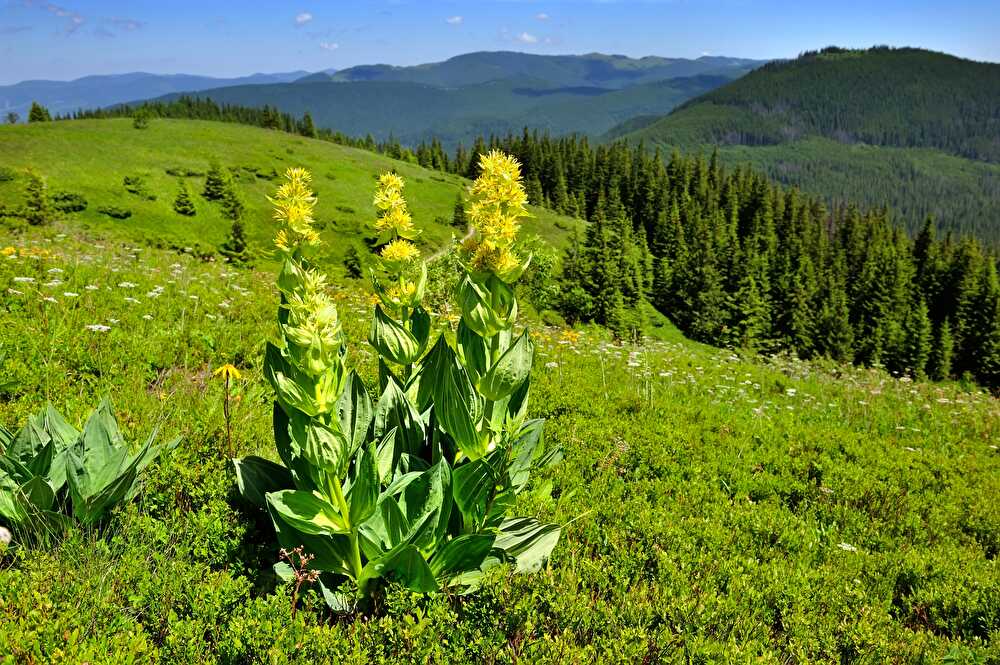 Gentian